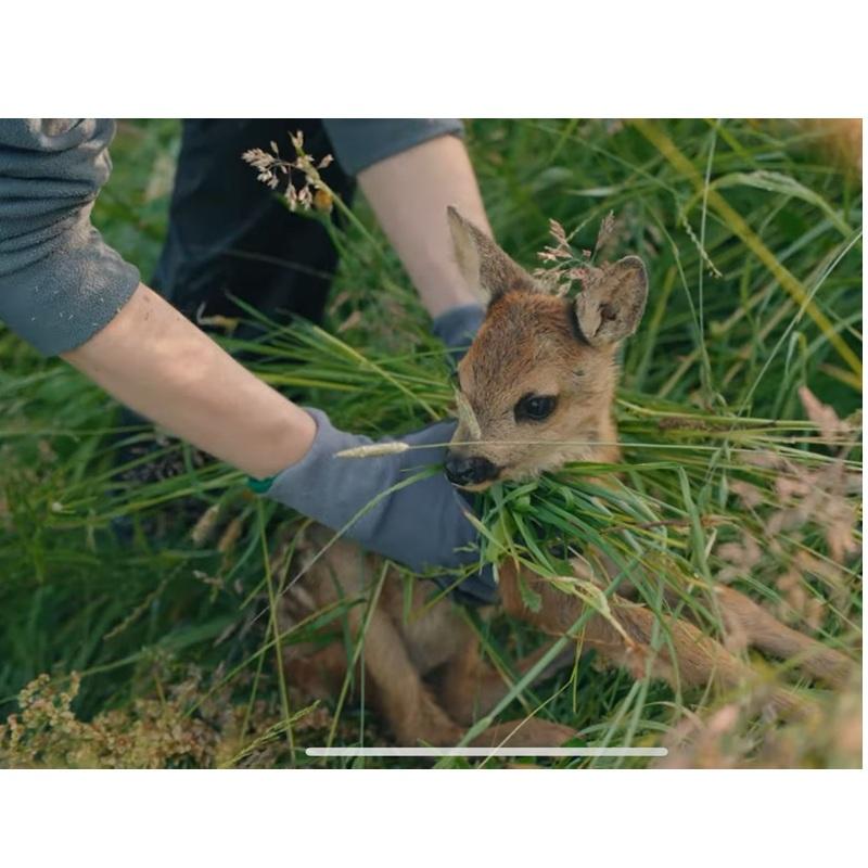 Rehkitzrettung-1